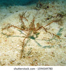 Spider Crabs Live All Worlds Oceans Stock Photo 1594549780 | Shutterstock