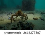 Spider Crabs  and Rays of Rye Pier