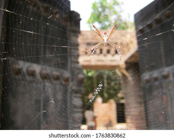 Spider crawling on the web at an old house selective focus blurred background