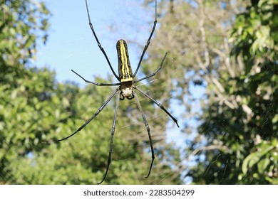 The spider creates her web with such delicate and loving care, ever the artist of the woodland trees.
