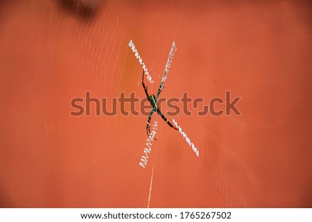 Similar – Image, Stock Photo A frosty leaf Colour photo