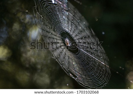 Similar – Foto Bild abstrakte Natur in einer dunklen Umgebung mit verschwommenem Hintergrund