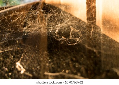 Spider Crunch At The Corner Of The House Door In The Evening. Spider Veins View The Barn.