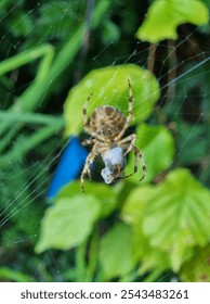 Spider devouring it's prey, caught in a webb