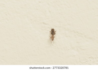 
Spider devouring a yellow ant