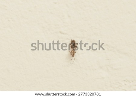 
Spider devouring a yellow ant