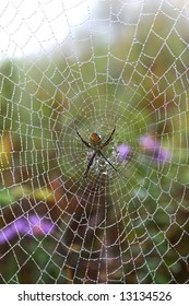 spider in dew covered web