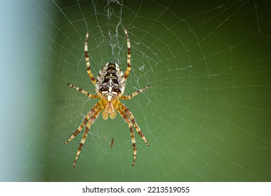 Spider dwelling in its web