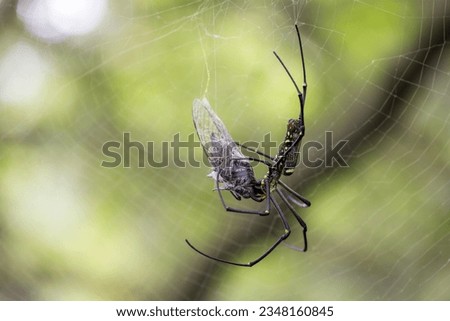 Spider eat cicadidae the net