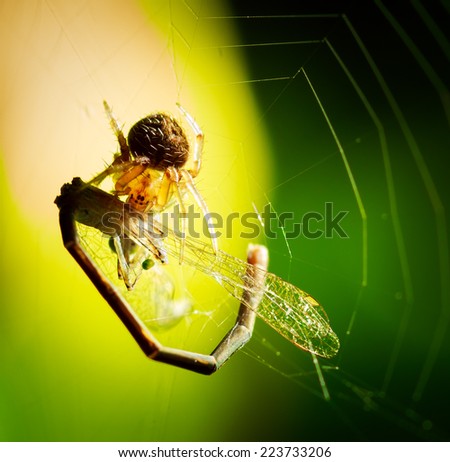 Similar – thorn finger Colour photo