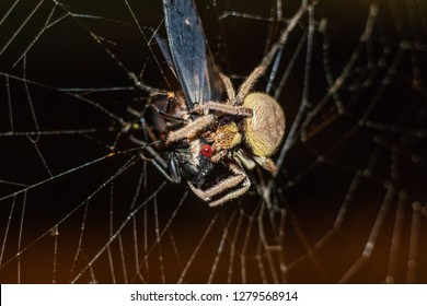 Spider Eating Cicada