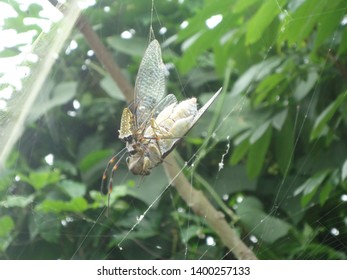 Spider Eating Cicada, Taken In Southeast Asia