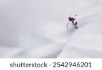 Spider eating fly in the white background