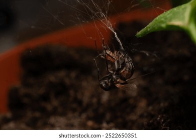 Spider eating a housefly - close up - Powered by Shutterstock