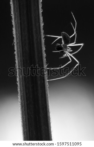 Similar – Image, Stock Photo vinegar tree Nature Branch