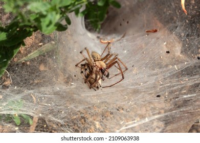 1,105 Spider mating Stock Photos, Images & Photography | Shutterstock