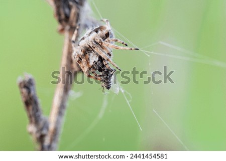 A spider eats a fly in close-up. Macro photo.