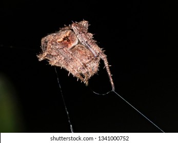 Spider (Eustala sp.)