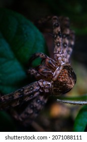 Spider Exoskeleton Leftover After Molting