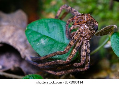 Spider Exoskeleton Leftover After Molting