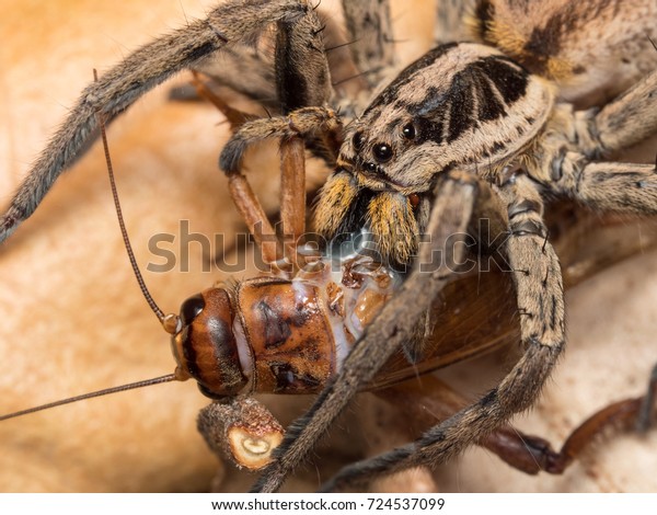 Spider feeding on a house\
cricket