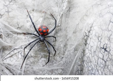 Spider Female Black Widow On The Web