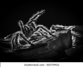 Spider with fighting stance , high resolution