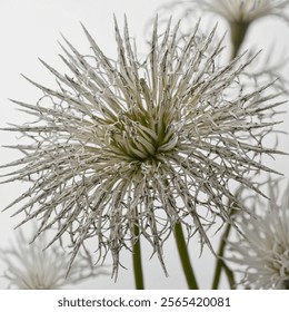 The Spider Flower features long, thin petals that radiate from the center, creating a unique, spidery appearance. It blooms in vibrant hues like pink, red, and white. - Powered by Shutterstock