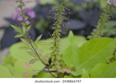 Spider flowers are beloved by pollinators, including bees, butterflies, and hummingbirds, who are attracted to their nectar-rich blooms. Additionally, Cleome houtteana is known for its resilience  - Powered by Shutterstock