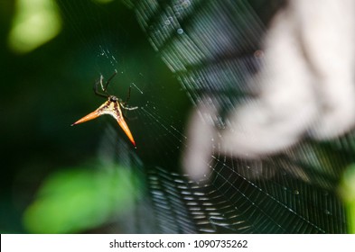 Spider in the forest