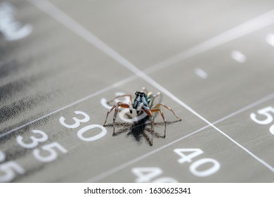 Spider Four Eyes On The Board With Numbers Screen In Black Plastic. Sharp & Detail