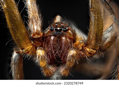 spider frame photography, closeup to the head of a spider, detail of eyes, hair, and legs, brown spider, extreme macro