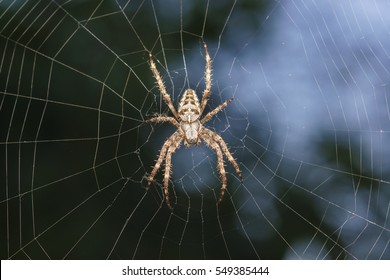 Spider garden-spider (lat. Araneus) kind araneomorph spiders of the family of Orb-web spiders (Araneidae) sits on the web - Shutterstock ID 549385444