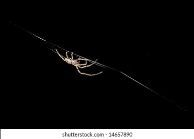 Spider hanging in cobweb.