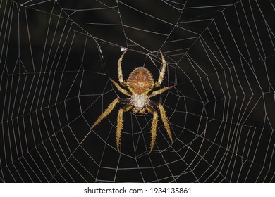 Spider hanging from his spiderweb at night - Powered by Shutterstock