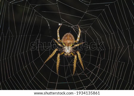 Spider hanging from his spiderweb at night
