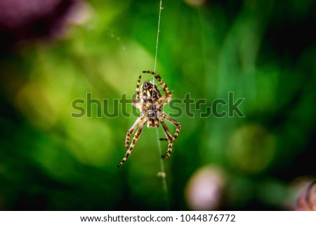 Spider hanging on a cobweb.