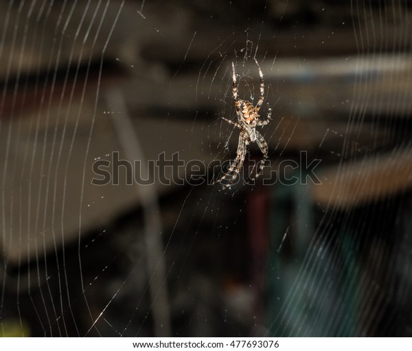 large hanging spider