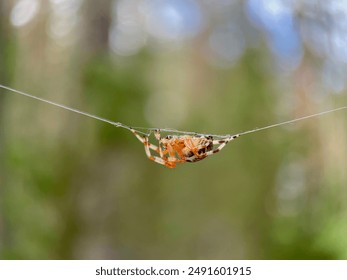 spider hanging on a thread of web in the Lithuanian forest, araneus marmoreus in the Lithuanian forest