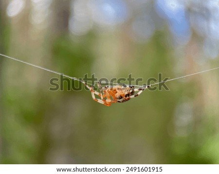 spider hanging on a thread of web in the Lithuanian forest, araneus marmoreus in the Lithuanian forest