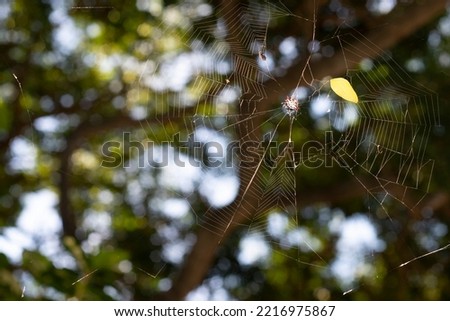 Similar – Image, Stock Photo Deep forests Calm Freedom