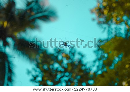 Similar – Image, Stock Photo Blue flower of globularia alypum on nature with sunlight