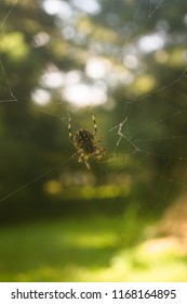 spider hanging in web vertical