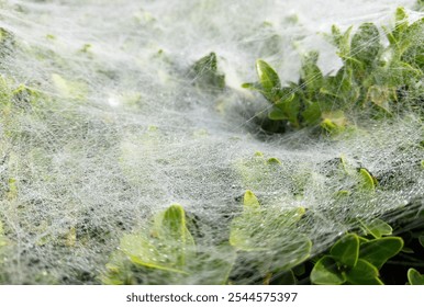 A spider has woven a web on the top of a boxwood bush. dew drops on the web. beauty in nature. a spider has woven a web on the top of a bush. dew drops glisten in the rays of the rising sun - Powered by Shutterstock