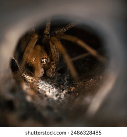 A spider hidden inside its web with some rays of sun
