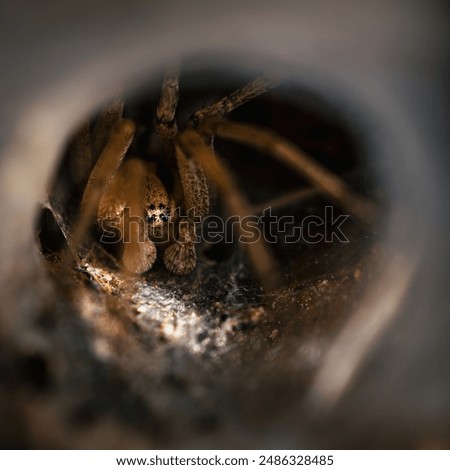 A spider hidden inside its web with some rays of sun