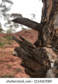 Spider Hidden In The Tree