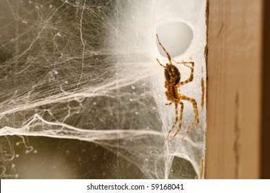 Spider In His Web On The Dusty Window