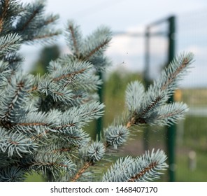 Spider with his web on a pine tree