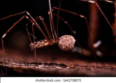 Spider Holding Its Egg Sac. 